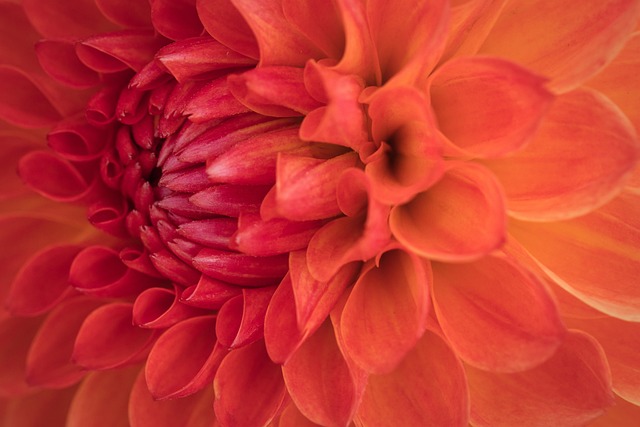 Voordelig bloemen bestellen met Fleurop kortingscodes